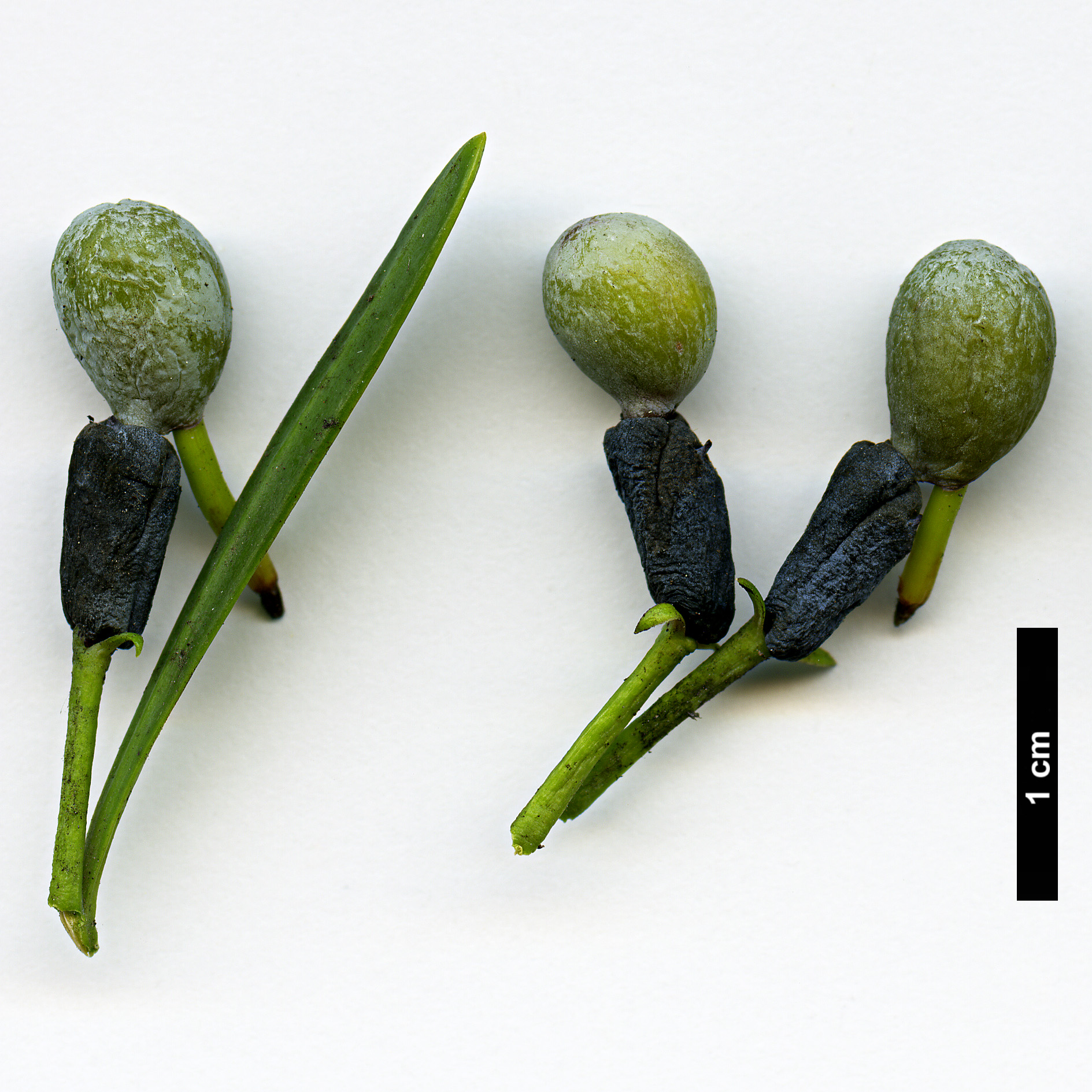 High resolution image: Family: Podocarpaceae - Genus: Podocarpus - Taxon: macrophyllus